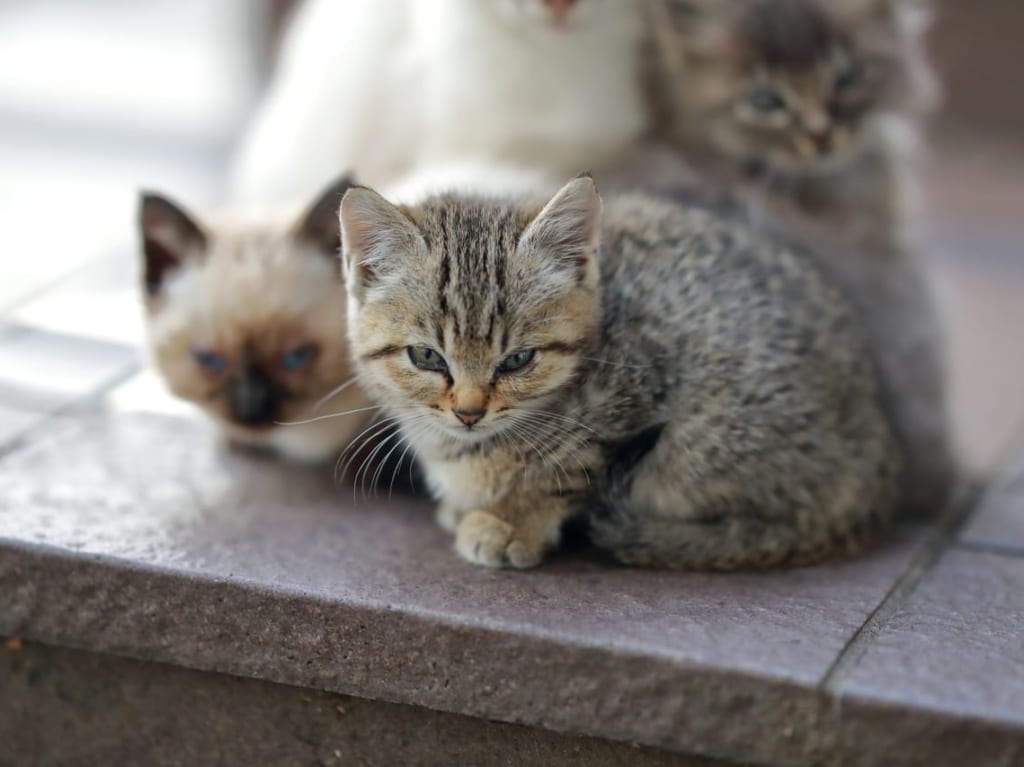 ペット譲度会 地域猫開発パネル展　イメージ1