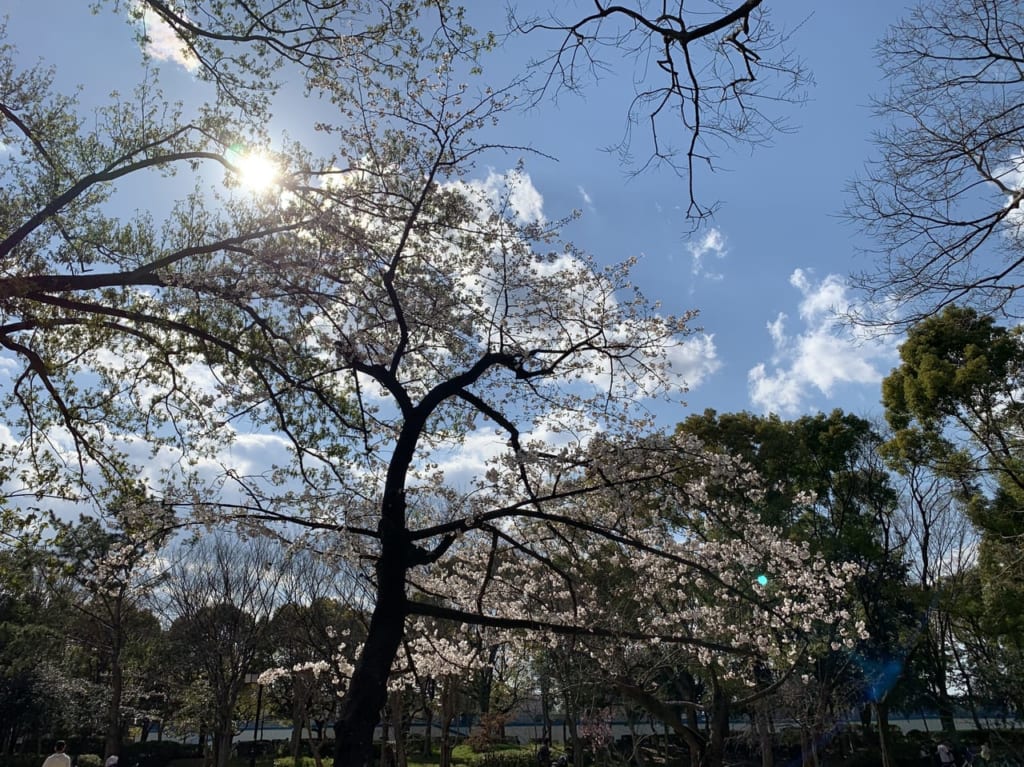 猪名川公園　桜　自由広場