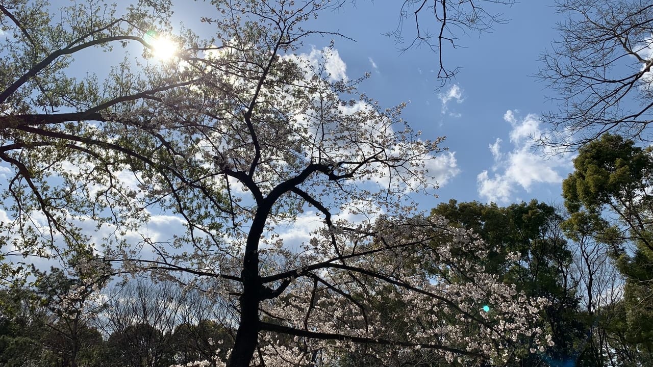 猪名川公園　桜　自由広場