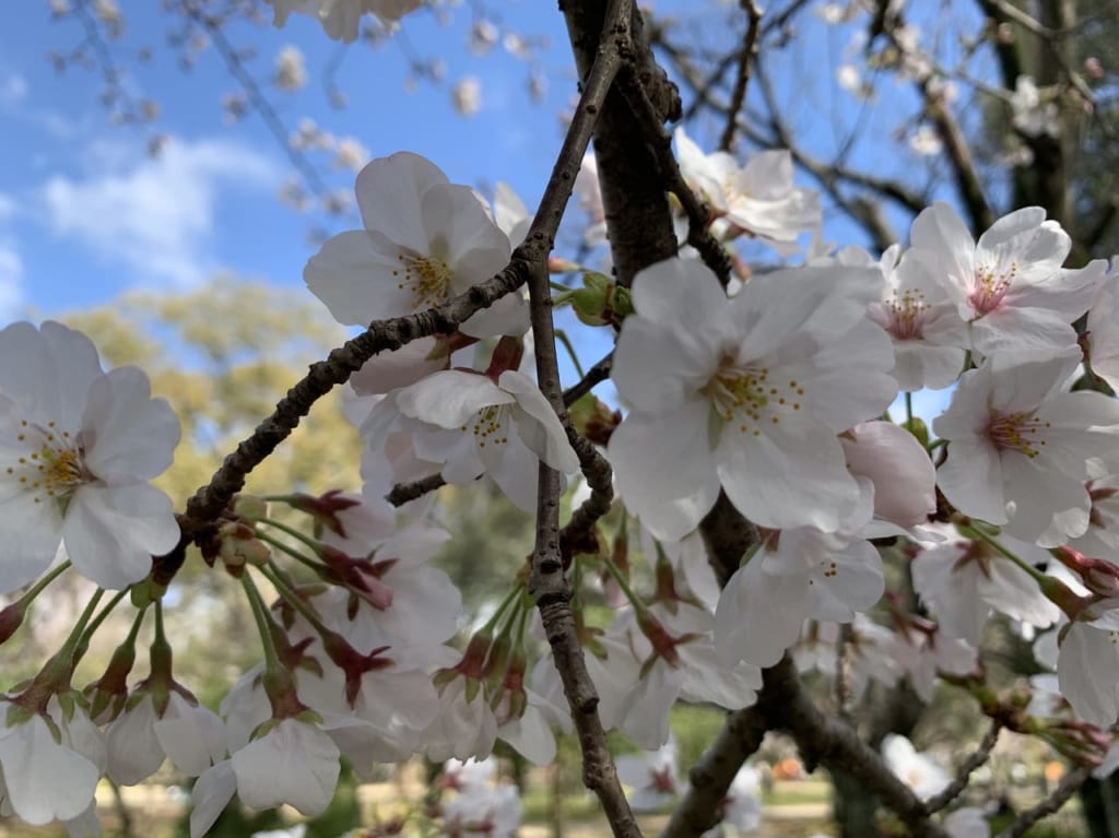 西武庫公園　桜