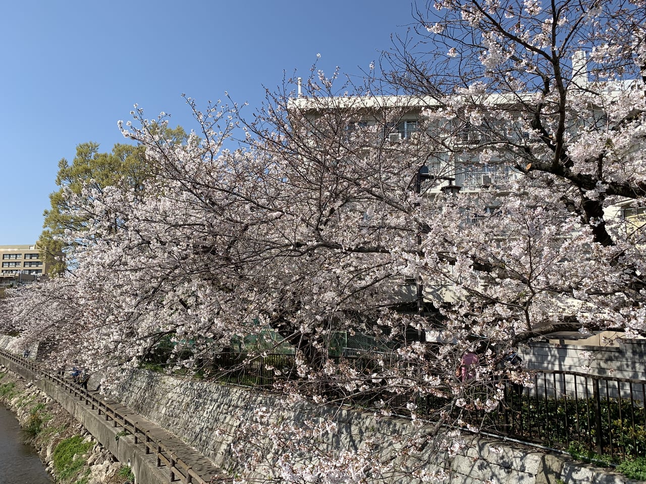 尼崎市 春らんまん 庄下川沿いの桜が満開です 川には の姿も 号外net 尼崎市