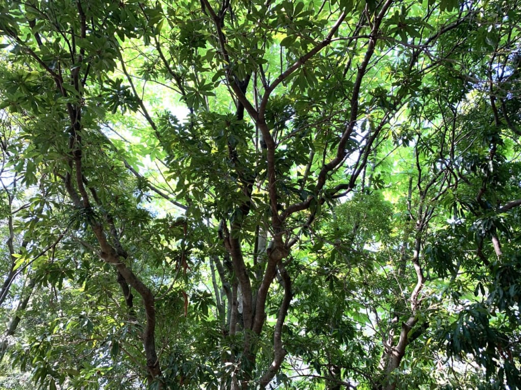 近松公園