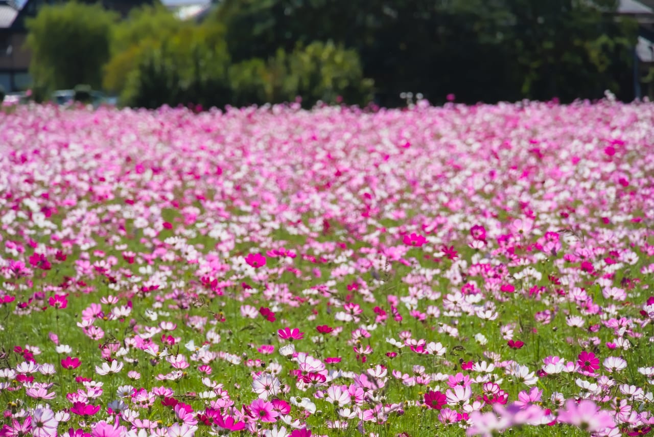 尼崎市 ピンクのじゅうたんに癒される 農業公園のコスモスが見頃のようです 号外net 尼崎市