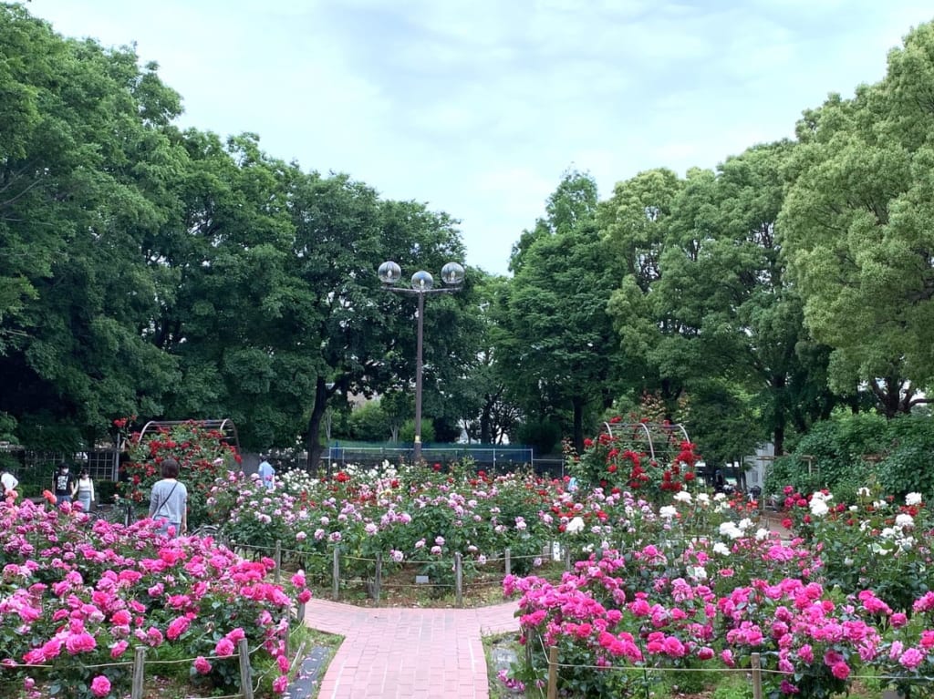 バラ公園中央