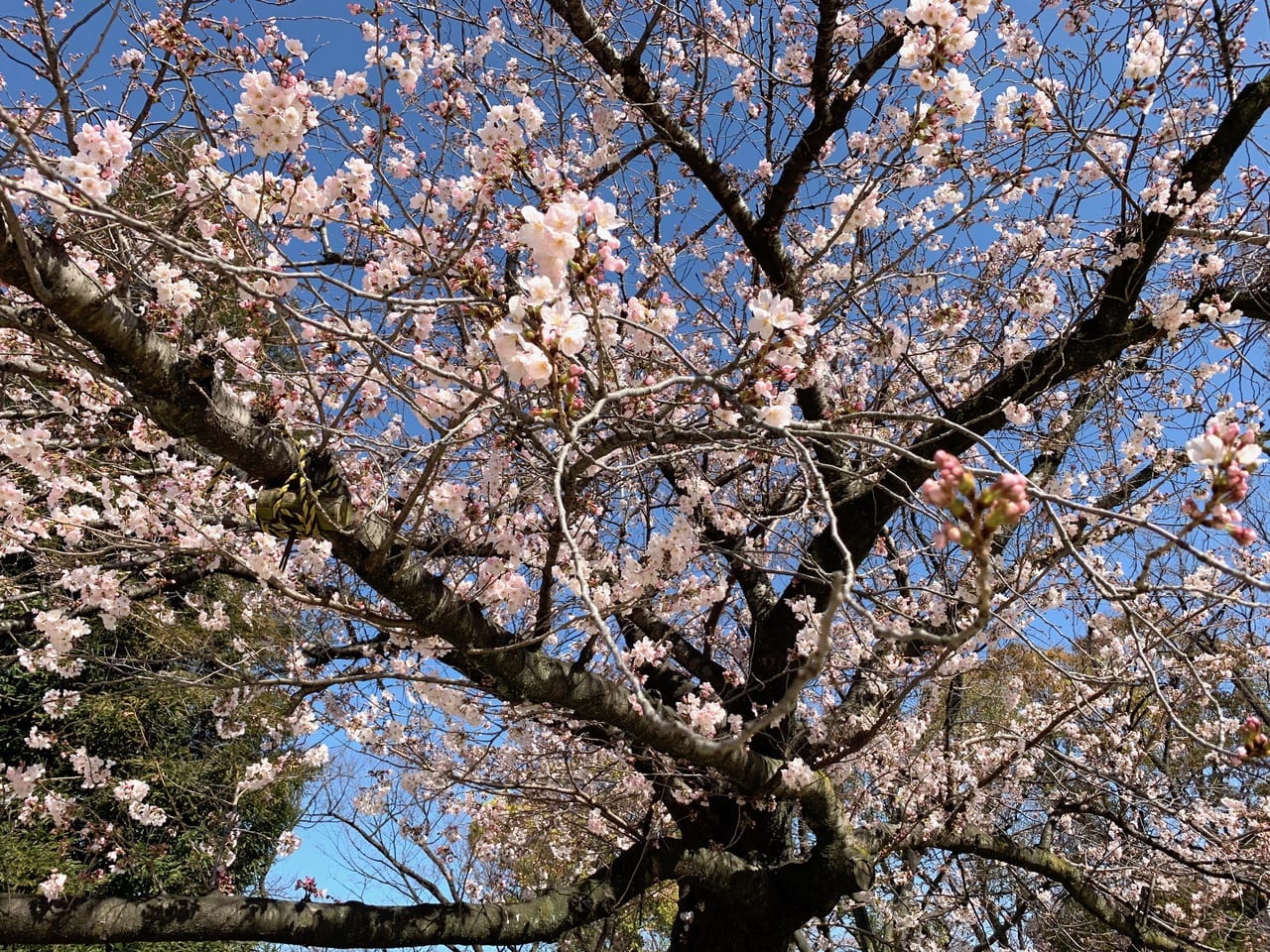 西武庫公園　桜２