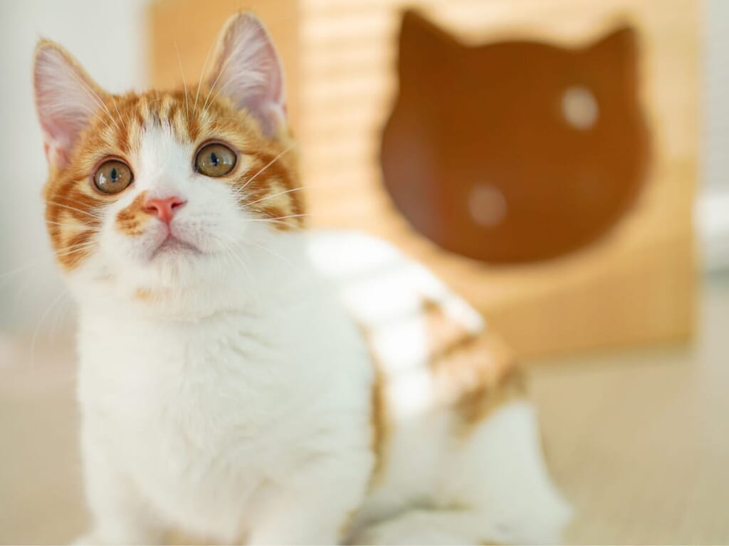 Cat Café MOFFのネコちゃん２