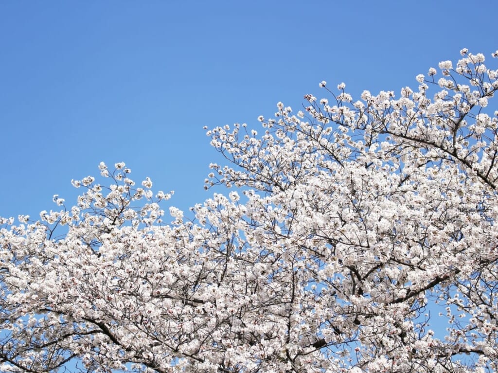 桜と青空イメージ