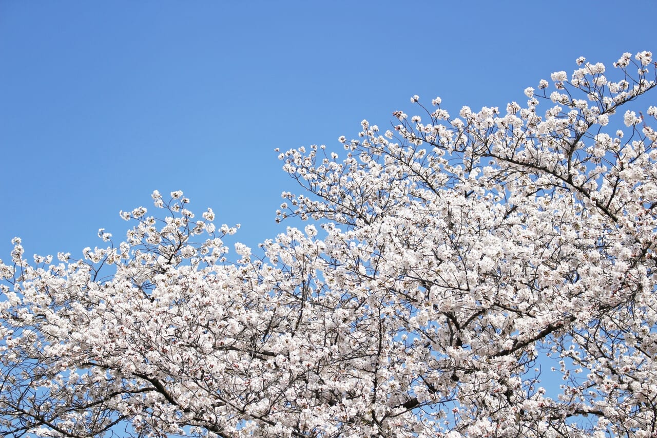 桜と青空イメージ