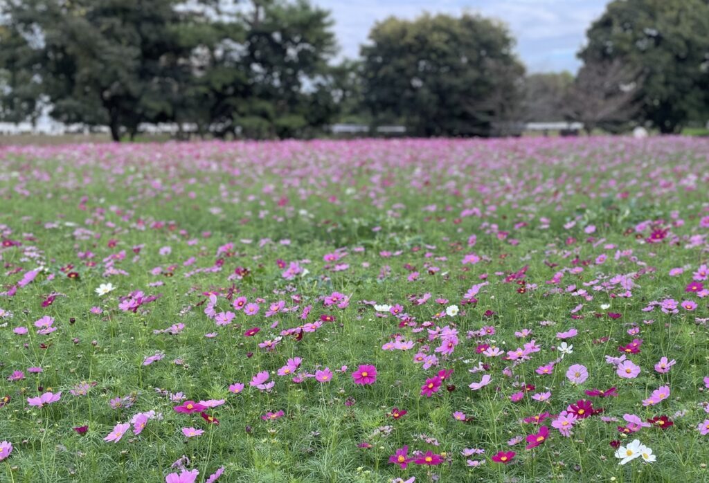 武庫川髭の渡しコスモス園 コスモス全景２