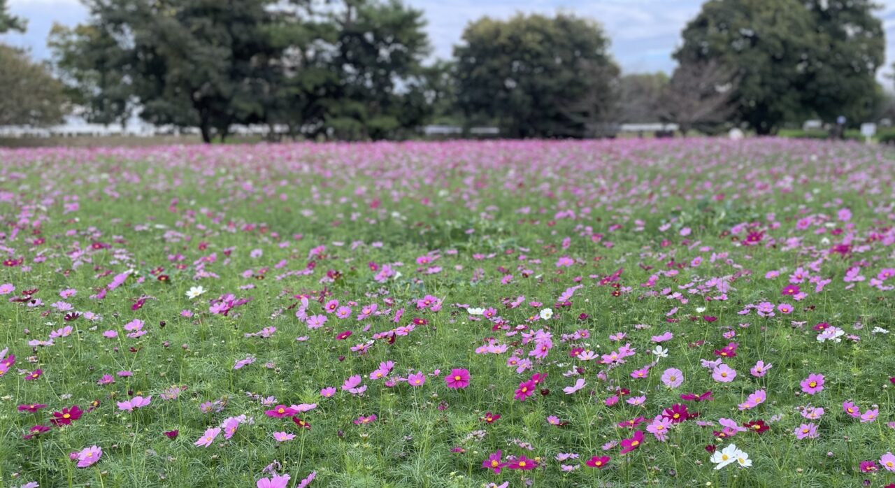 武庫川髭の渡しコスモス園 コスモス全景２