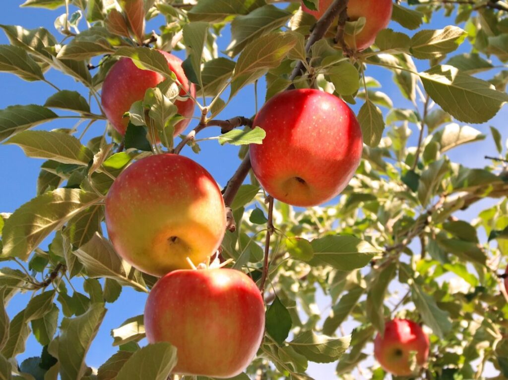 冬りんご　イメージ